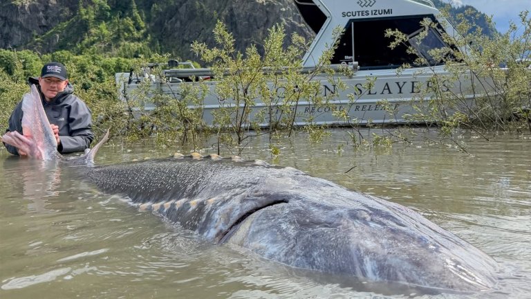A fishing guide with an enormous white sturgeon.