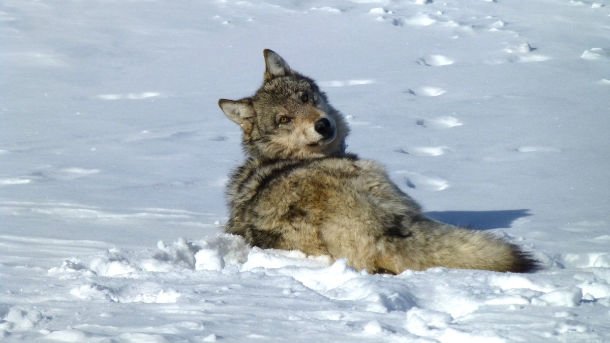 Colorado Wolf Opponents Now Say Prop 114 Never Passed, Claiming Election Fraud in Appeal to USFWS Colorado Wolf Opponents Now Say Prop 114 Never Passed, Claiming Election Fraud in Appeal to USFWS