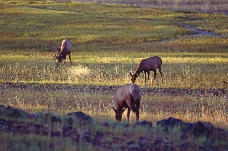Elk grazing in Wyoming