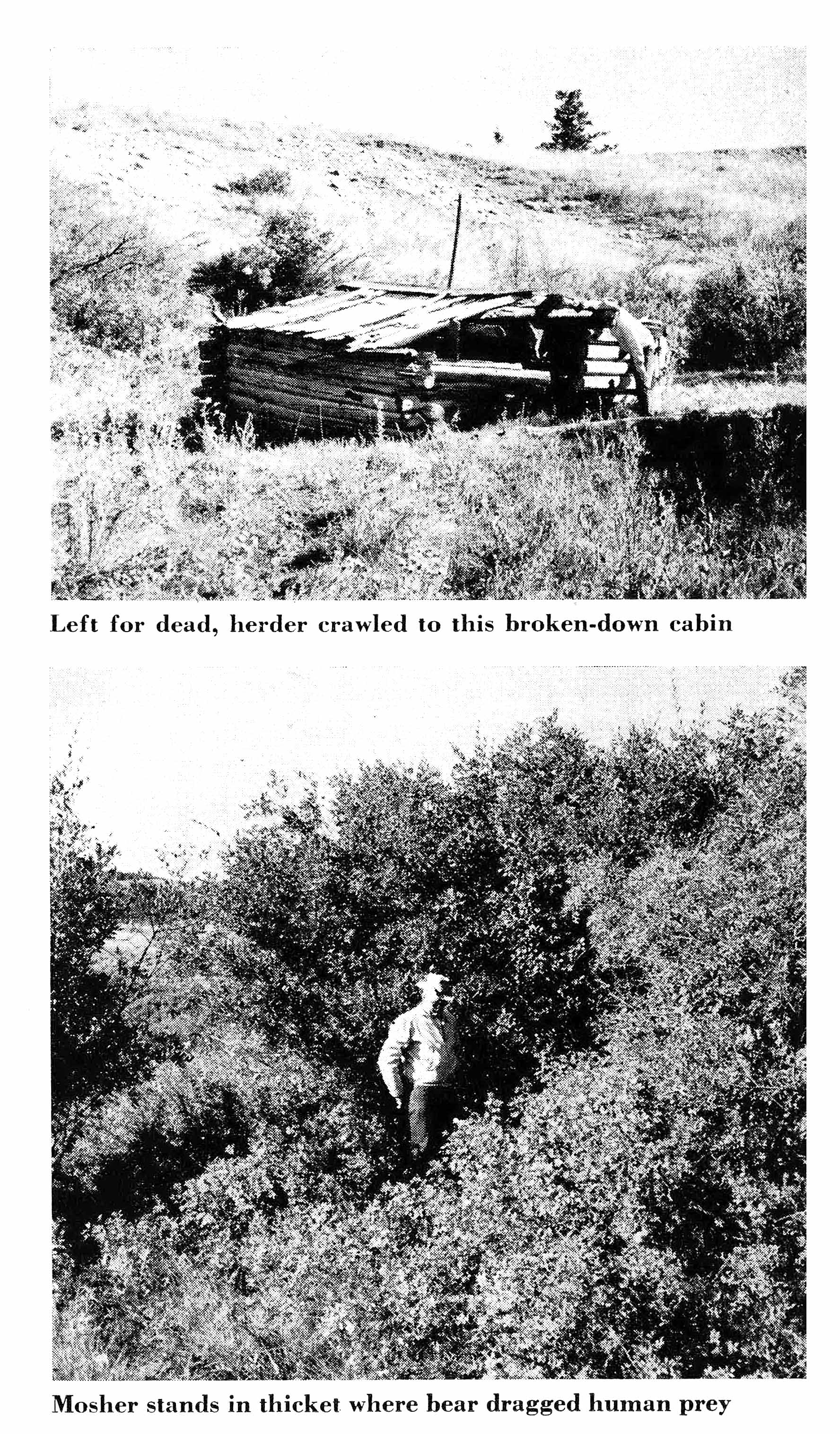 Black and white photos of the location of a grizzly mauling and a cabin where the victim took refuge