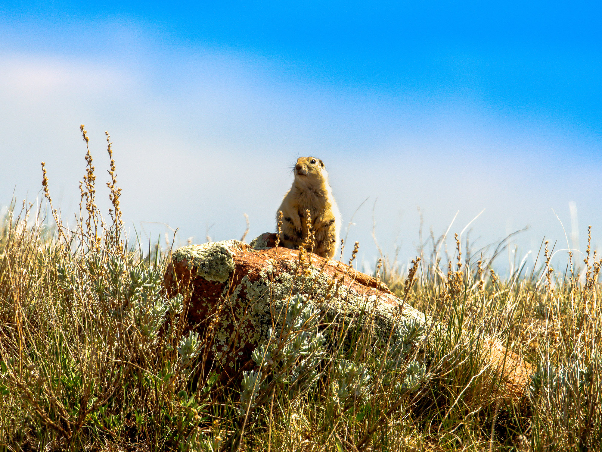A ground squirrel