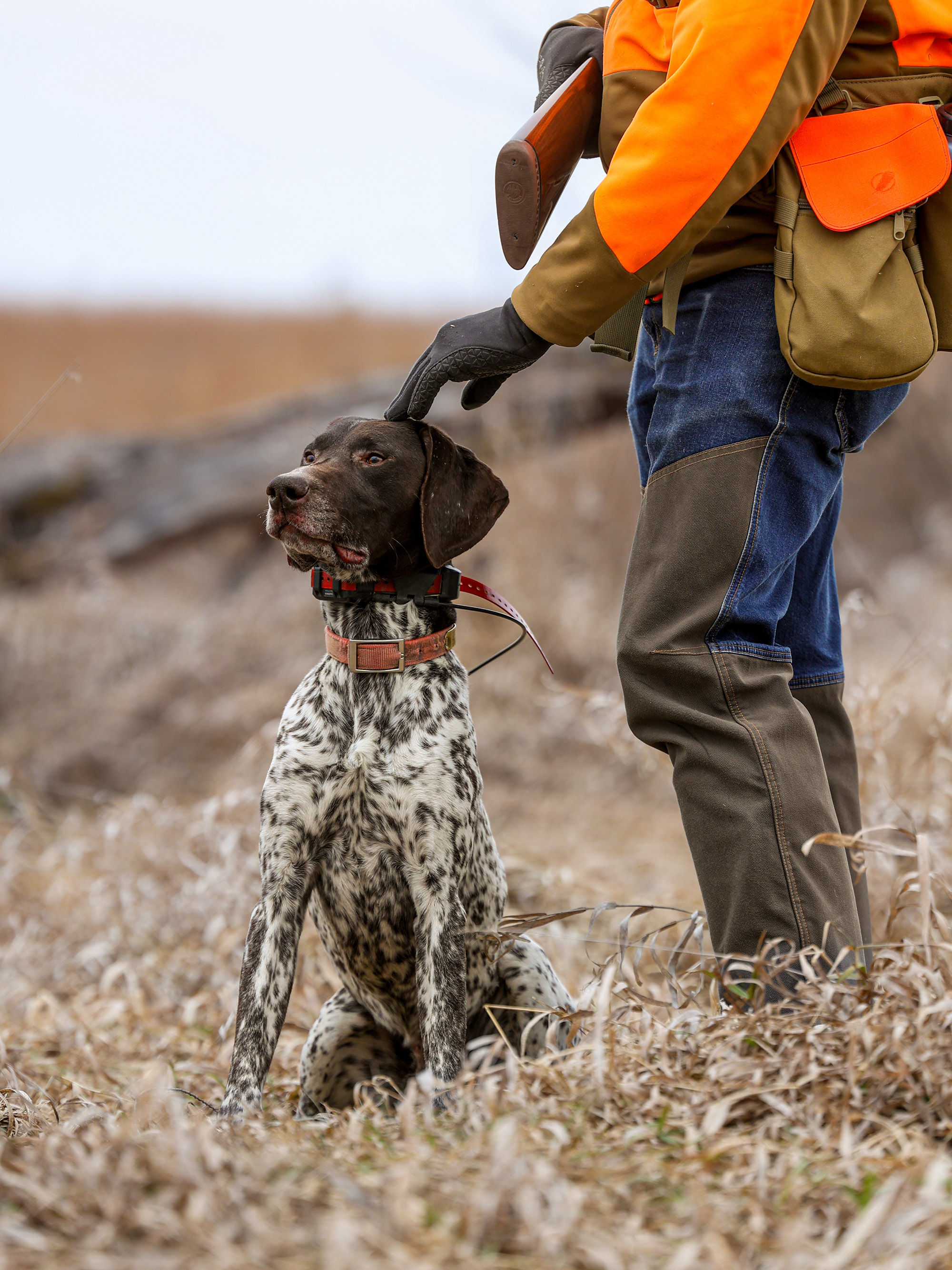 A GSP sits in the brush beside his hunter.