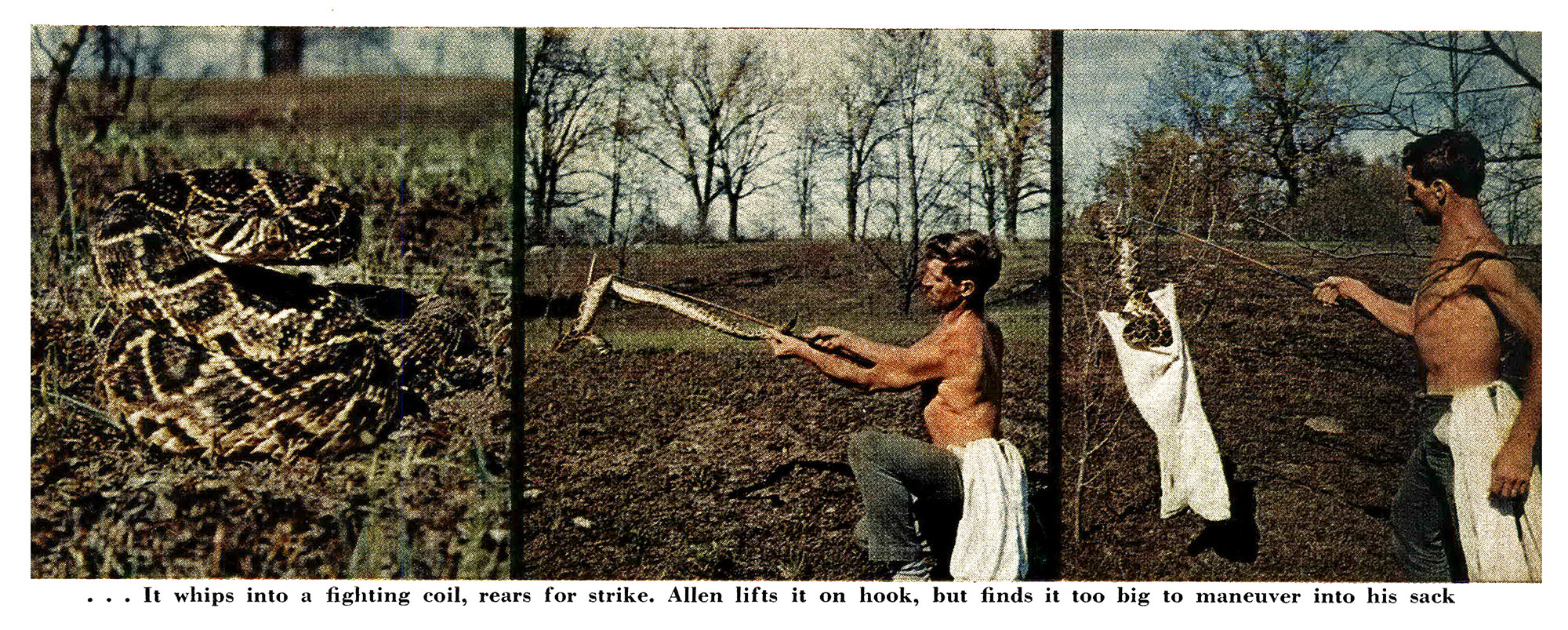 Three old color photographs of Paul Allen Jr. catching a snake.