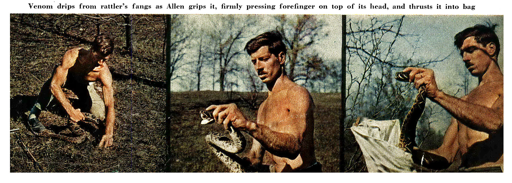 Three old color photographs of Paul Allen Jr. catching a snake.