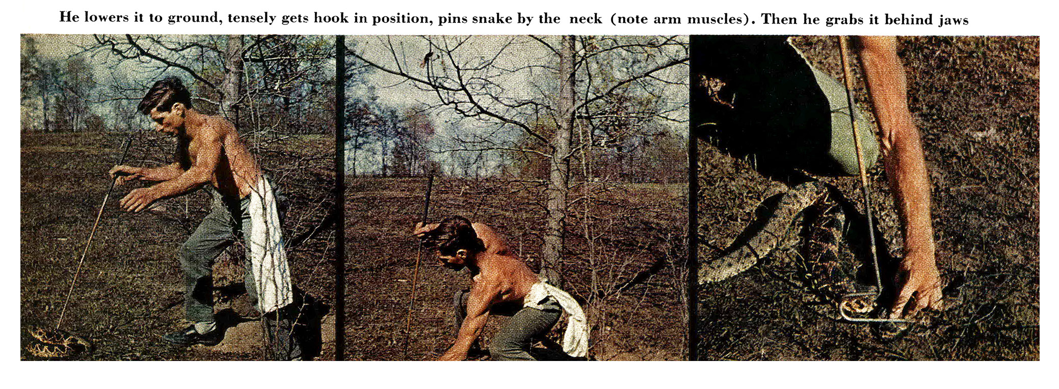 Three old color photographs of Paul Allen Jr. catching a snake.