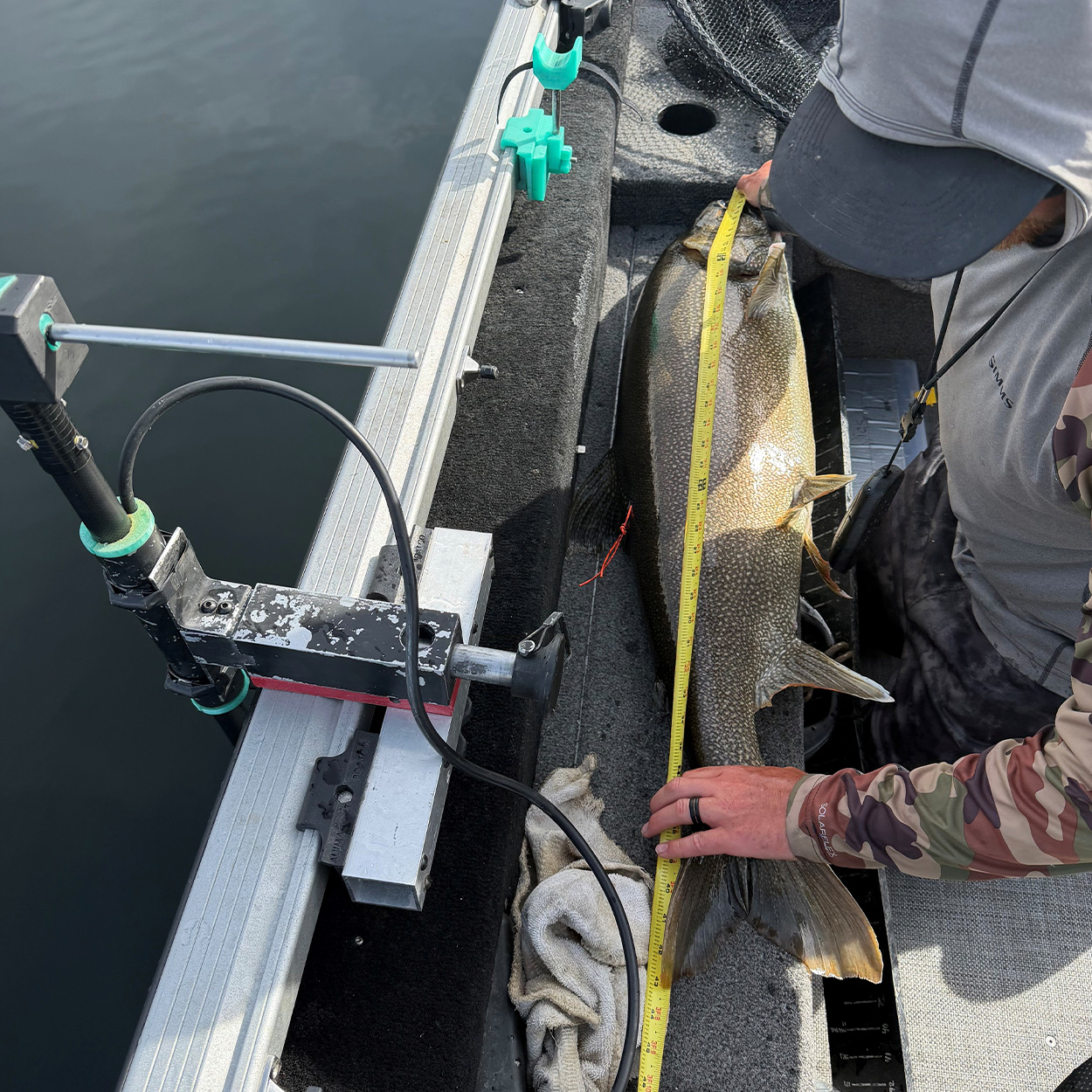 An angler measures a lake trout.