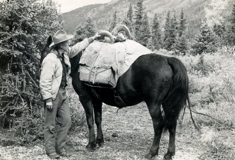 A black and white photo of Jack O'Connor packing out a ram on horseback