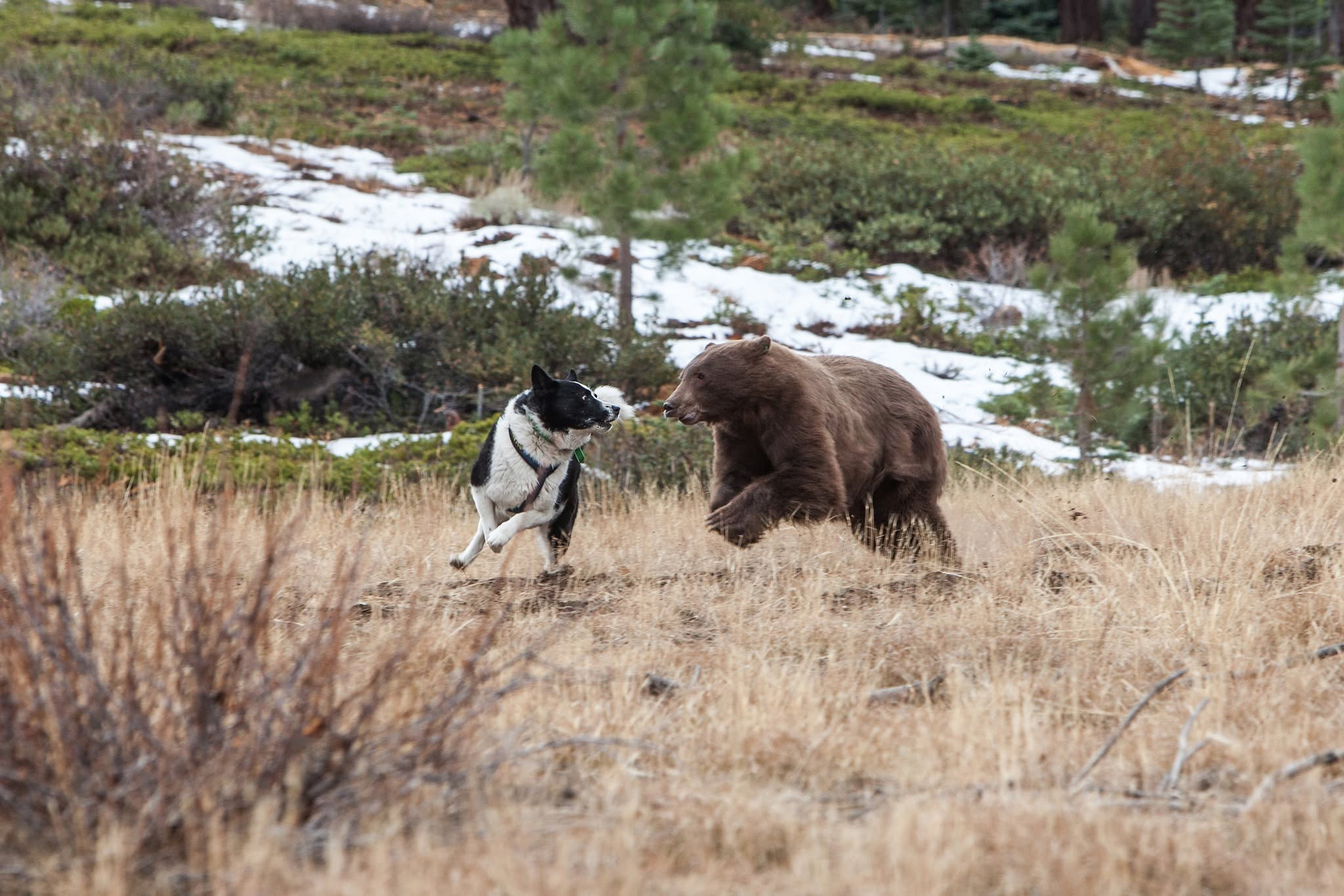 A KBD corrals a black bear.