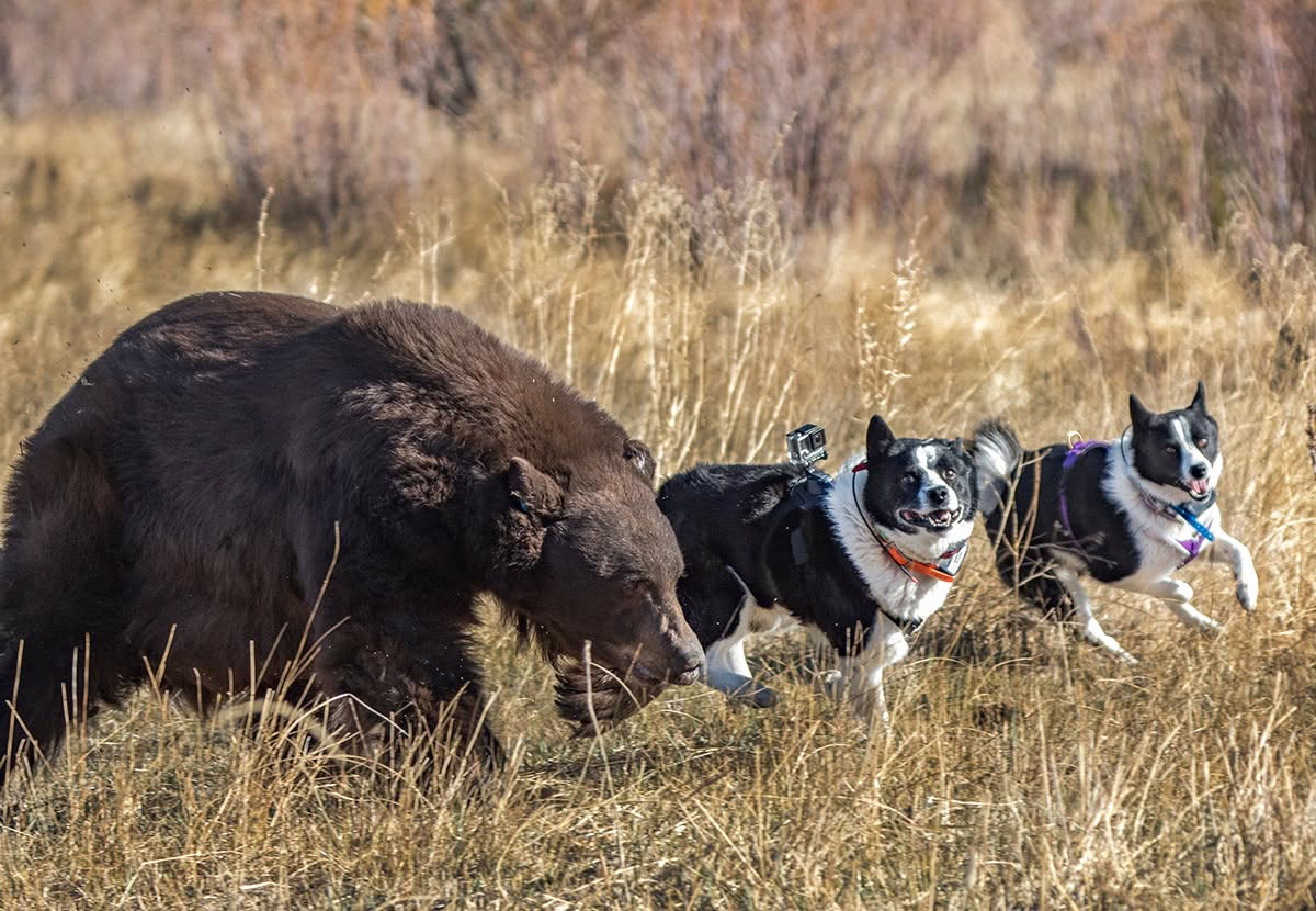 Two Karelian bear dogs haze a problem bear in Nevada.