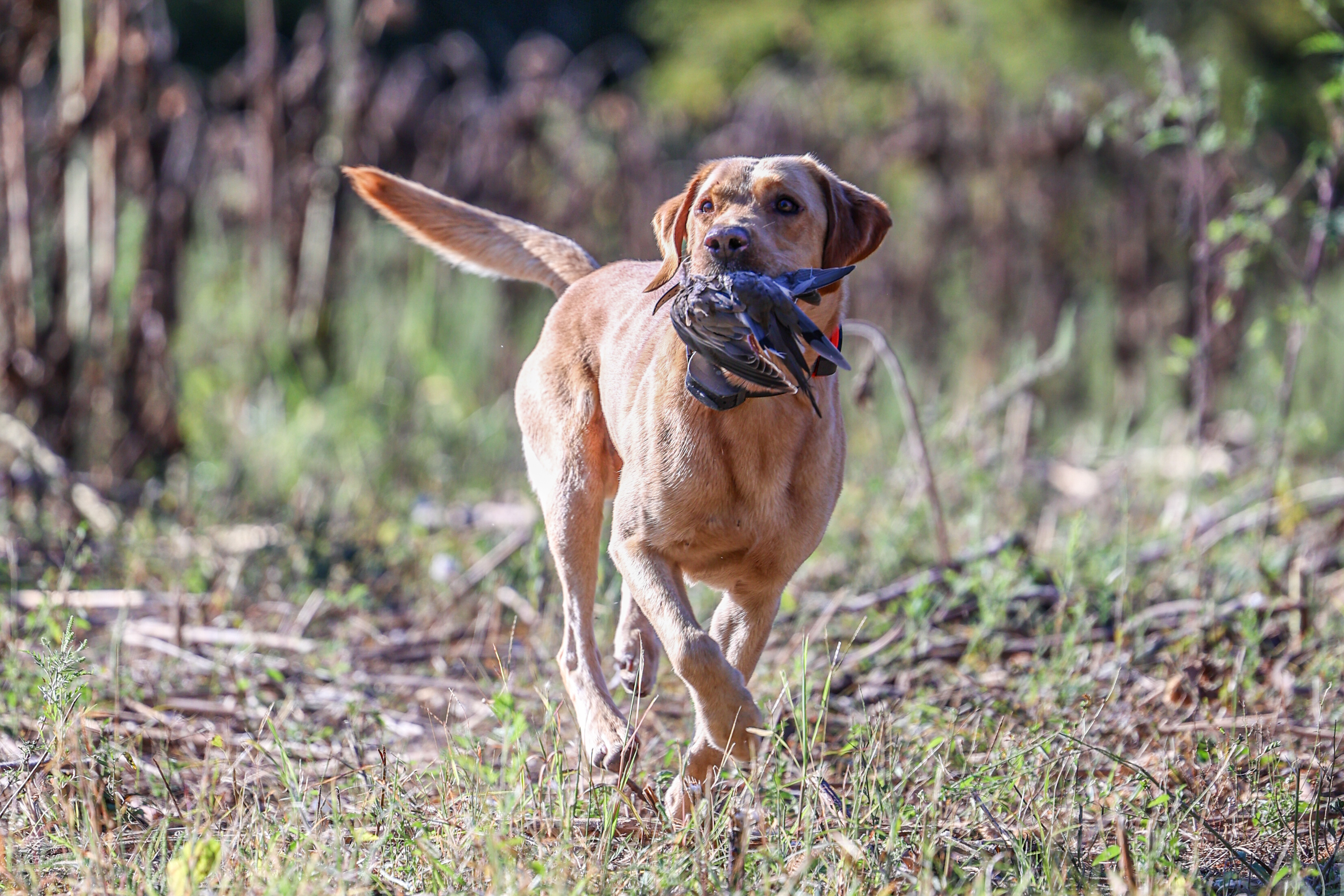 A yellow lab retrieves a dove.