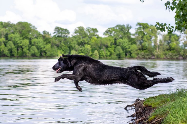 Champion filed labrador training to retrieve a duck