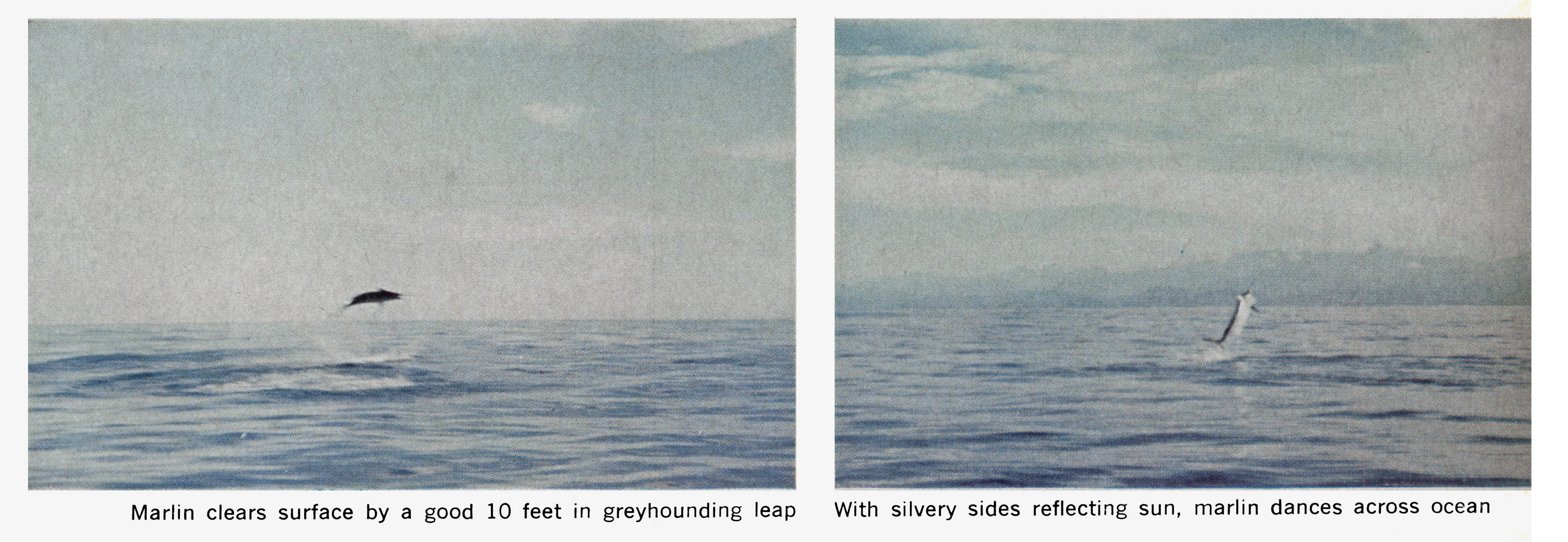 Old color photos of a tail-walking marlin
