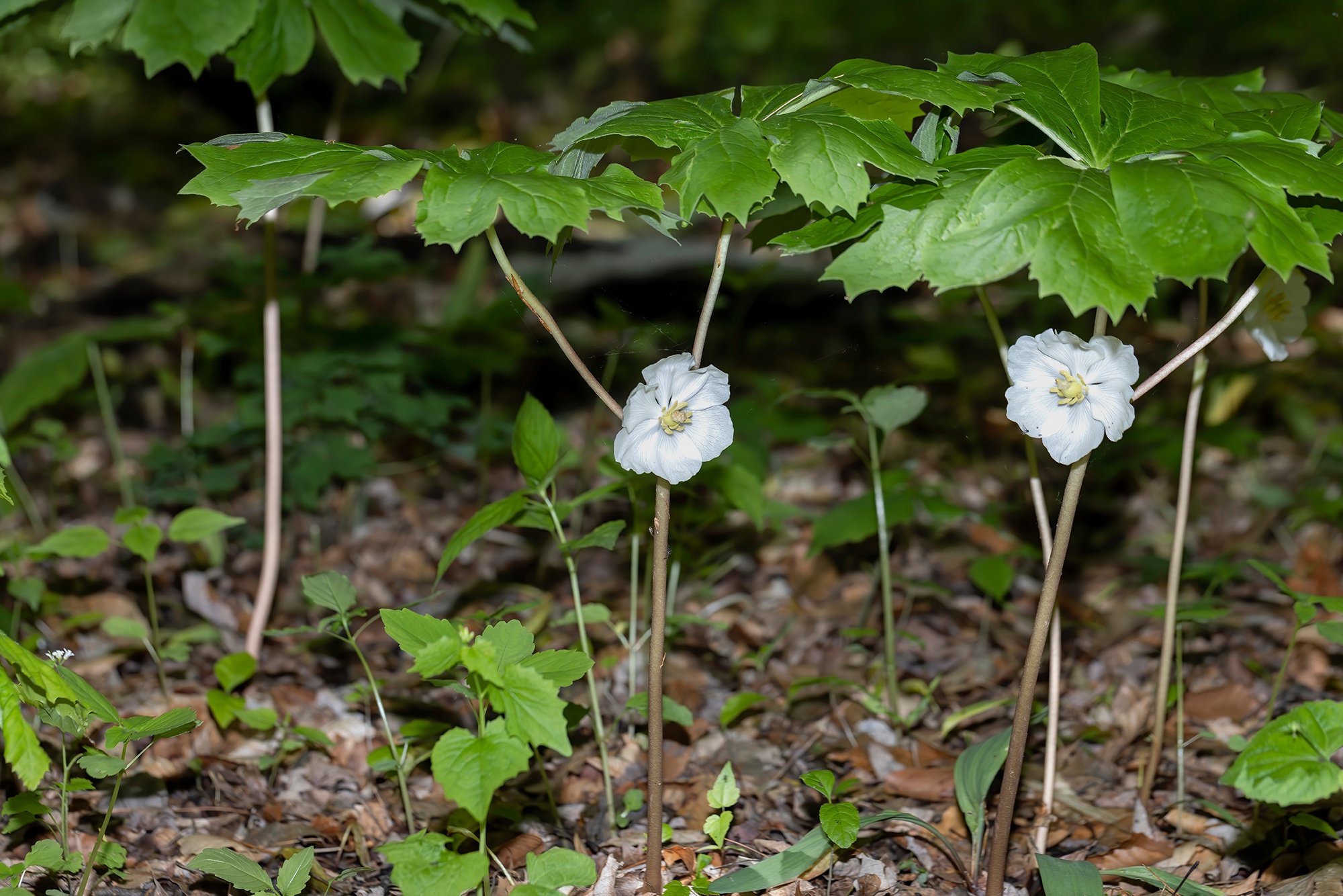 Mayapples in bloom.