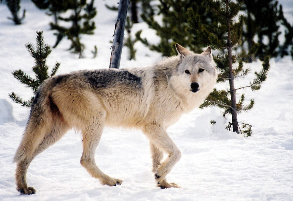 A wolf in the snowy Midwest.