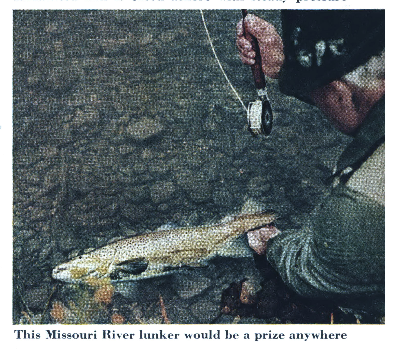 A vintage color photograph of a trout coming to hand.