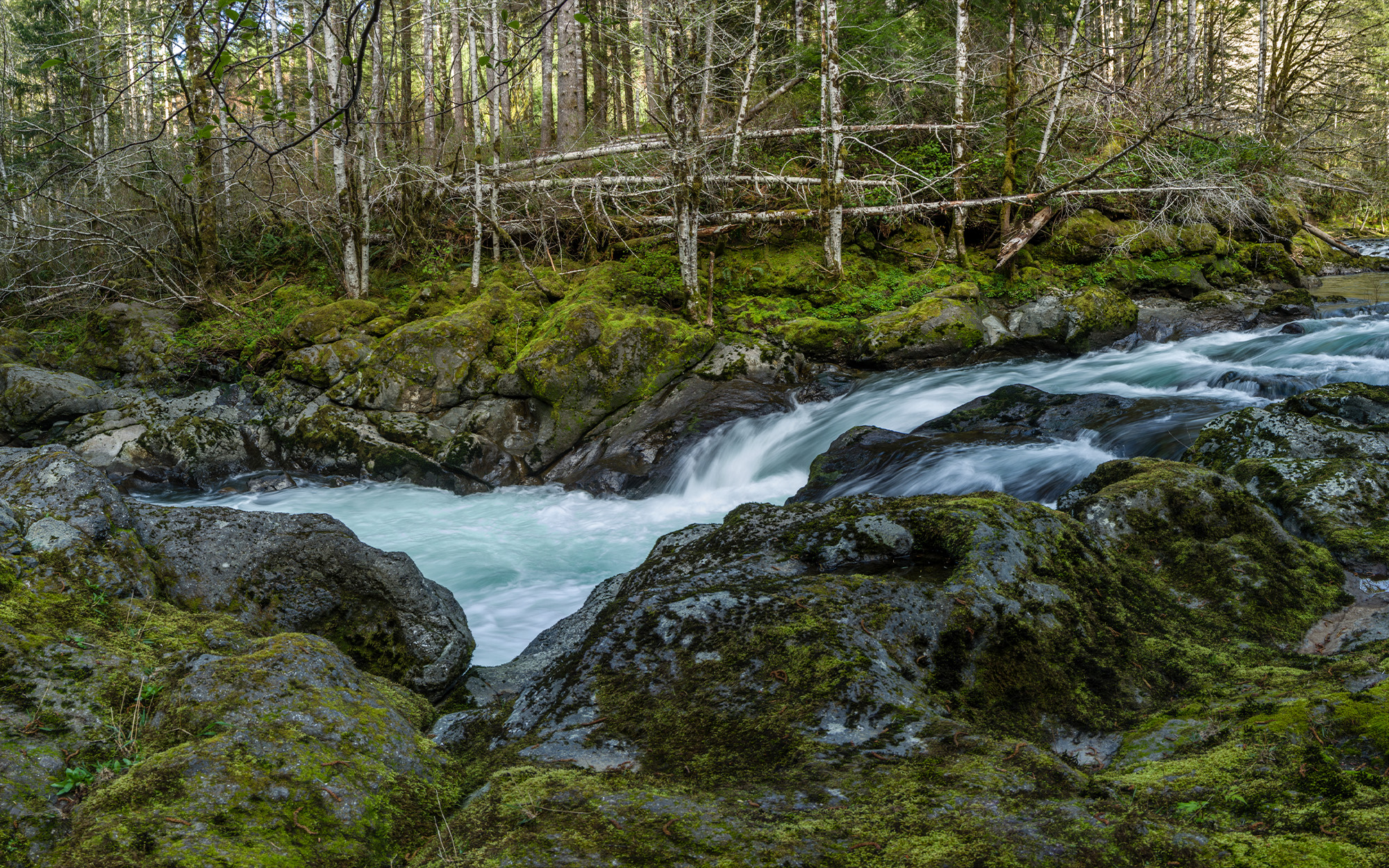 A salmon-bearing stream in the Coast Range.