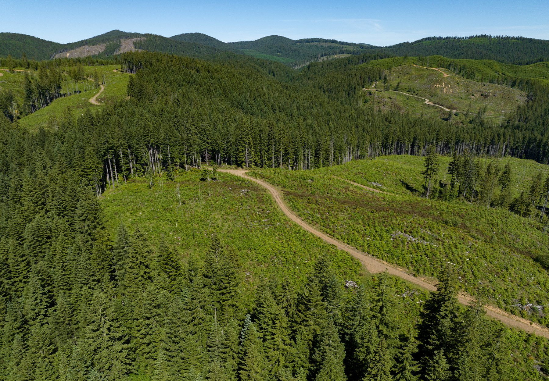 An aerial view of clearcuts in Oregon.