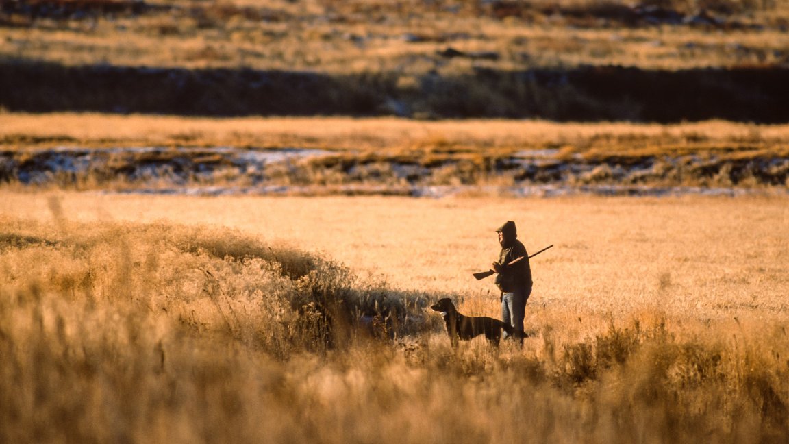 A hunter walks behind a bird dog.