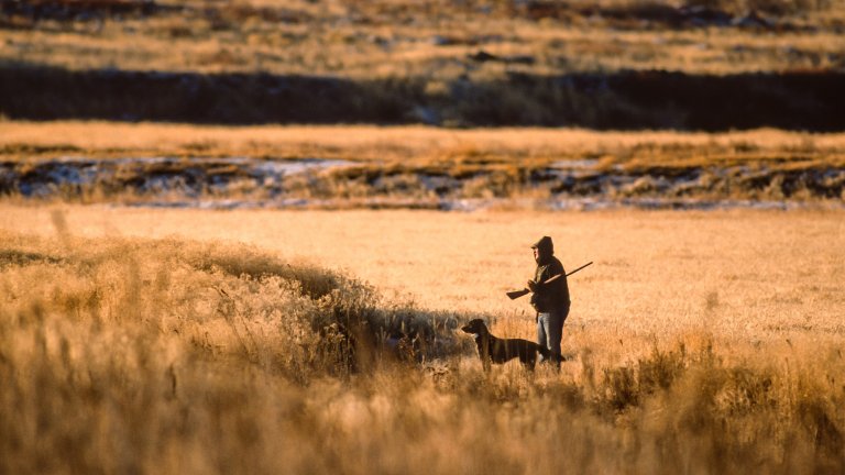 A hunter walks behind a bird dog.