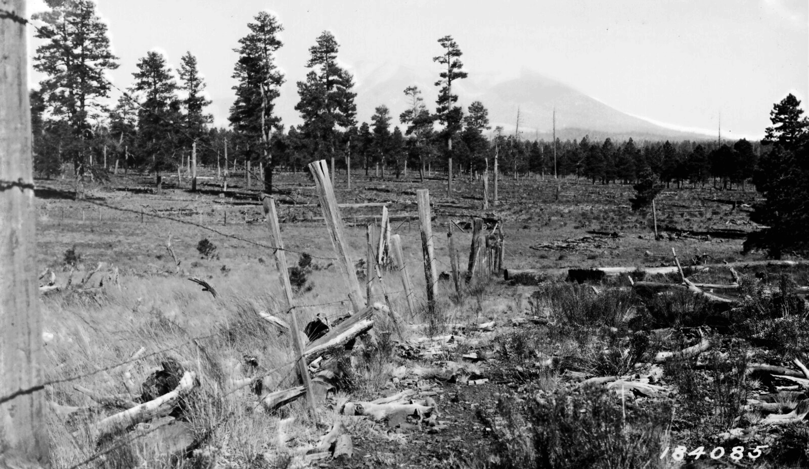 An old black and white photo showing over grazing.