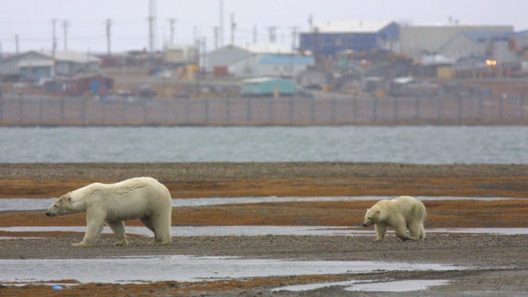 Two polar bears outside a seaside community in Alaska.