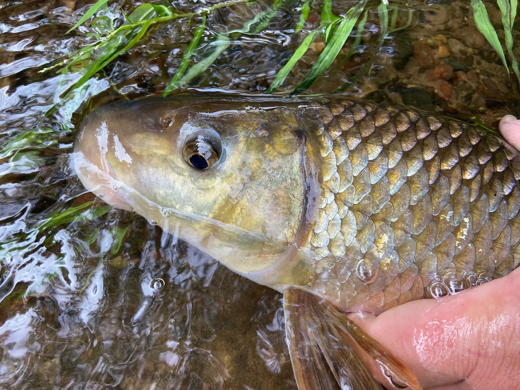 A redhorse sucker being released.