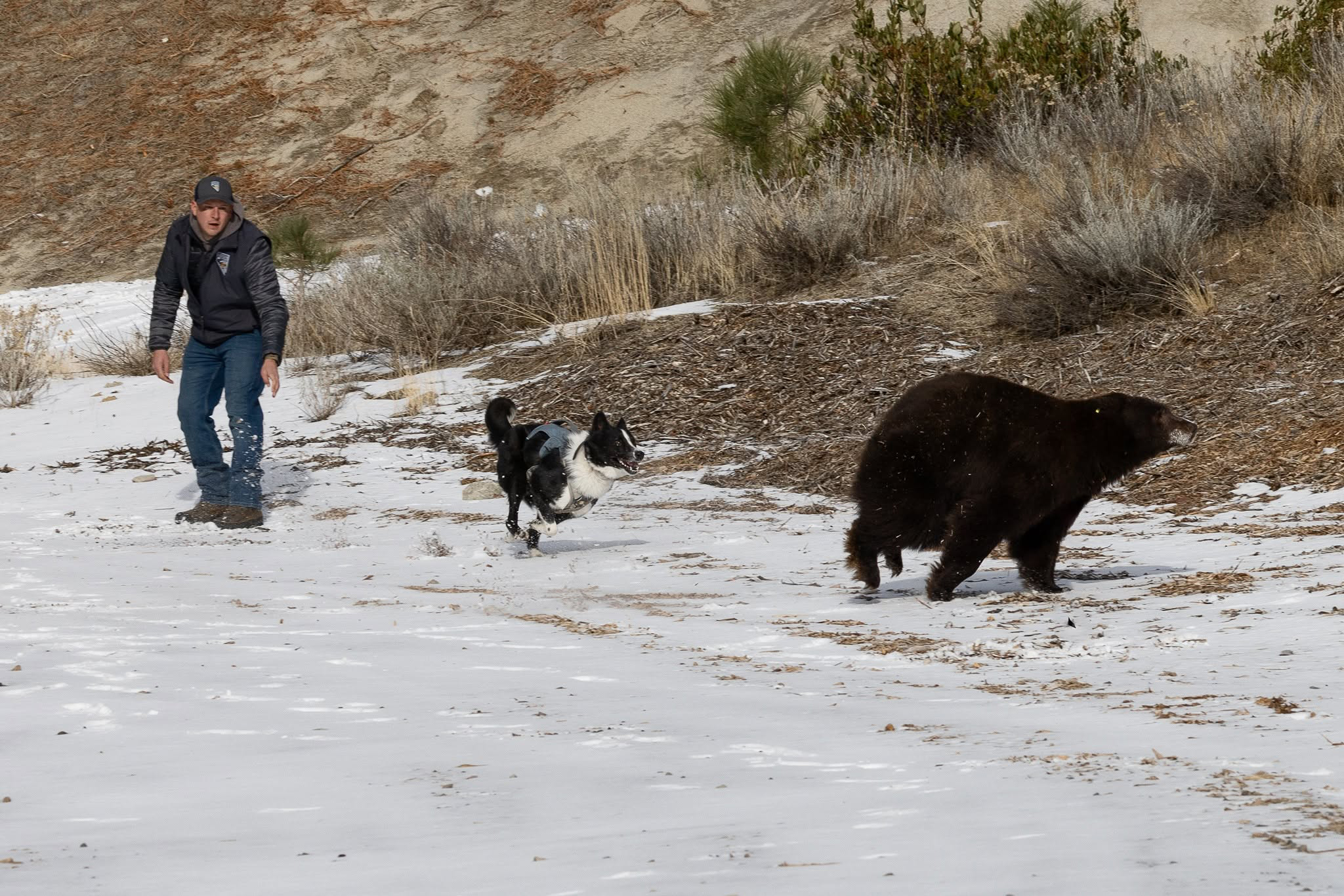 A handler with his Karelian bear dog during a problem bear release.
