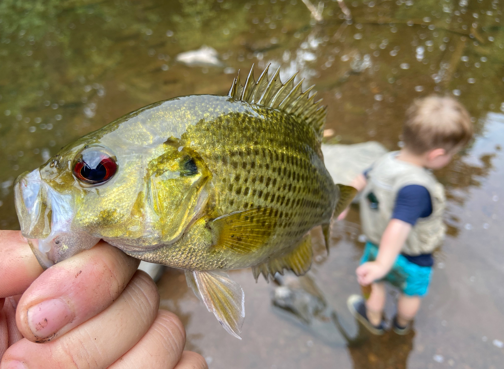 A rock bass held in hand.
