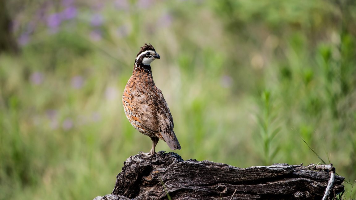 A quail stands on a log.