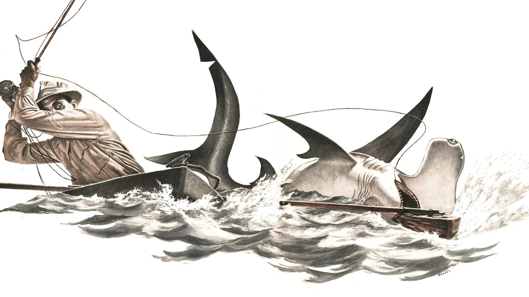 A fisherman fights a hammerhead