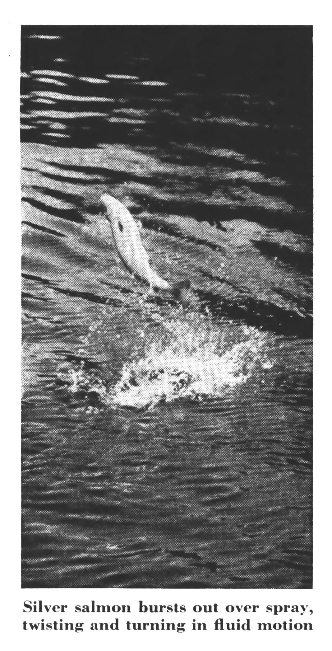 A vintage black and white photo of a salmon jumping out of the water.