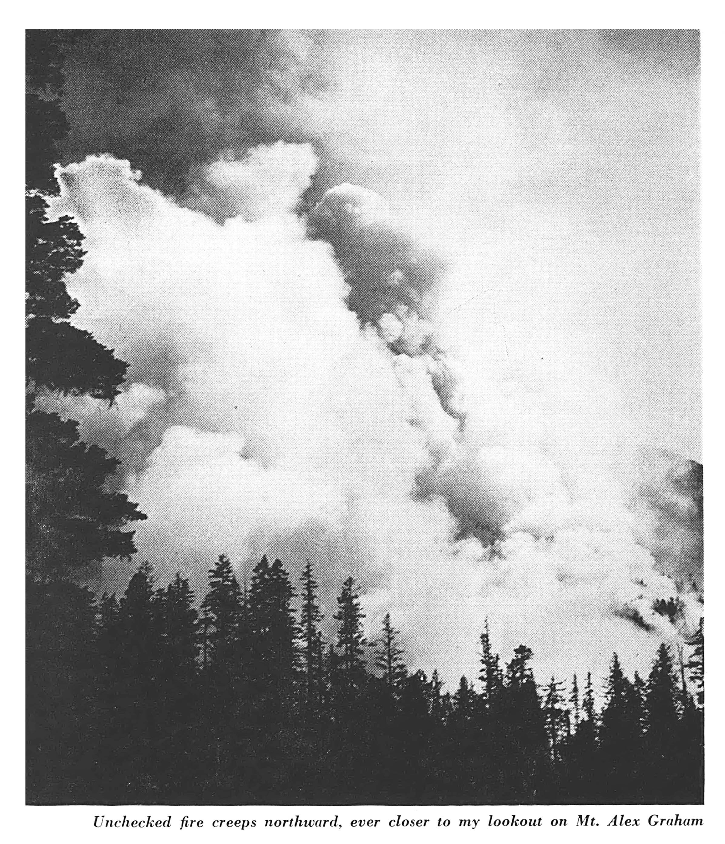 Dense column of smoke rising above conifer tree silhouettes.