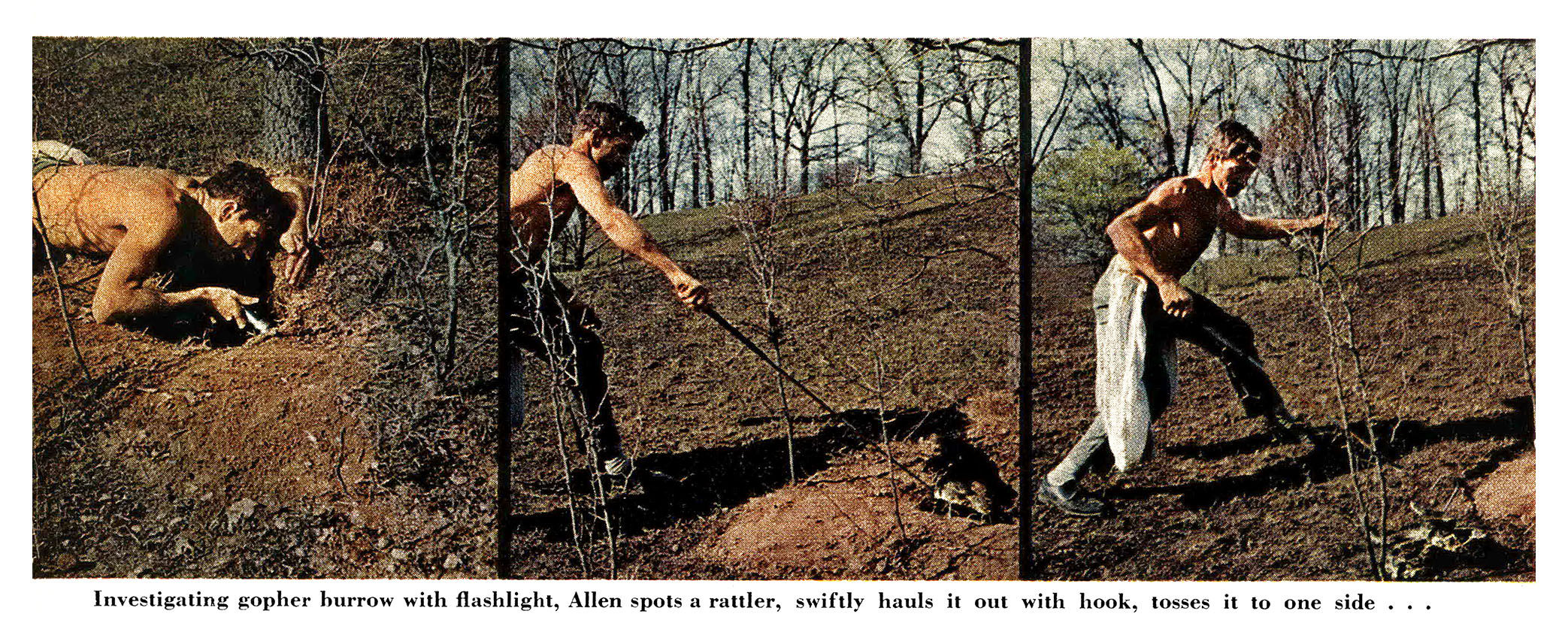 Three old color photographs of Paul Allen Jr. catching a snake.