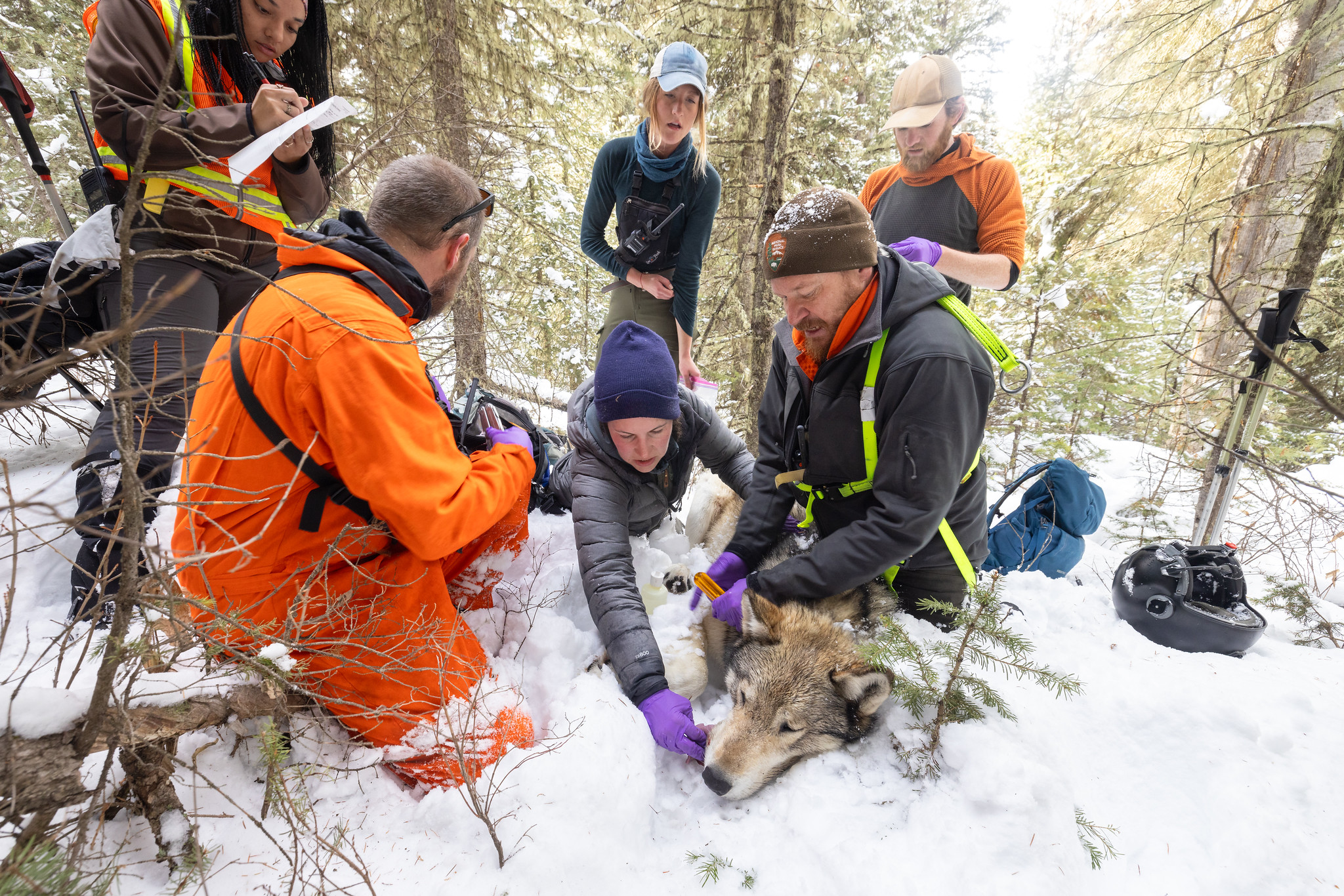 Biologists examine a gray wolf in yellowstone.