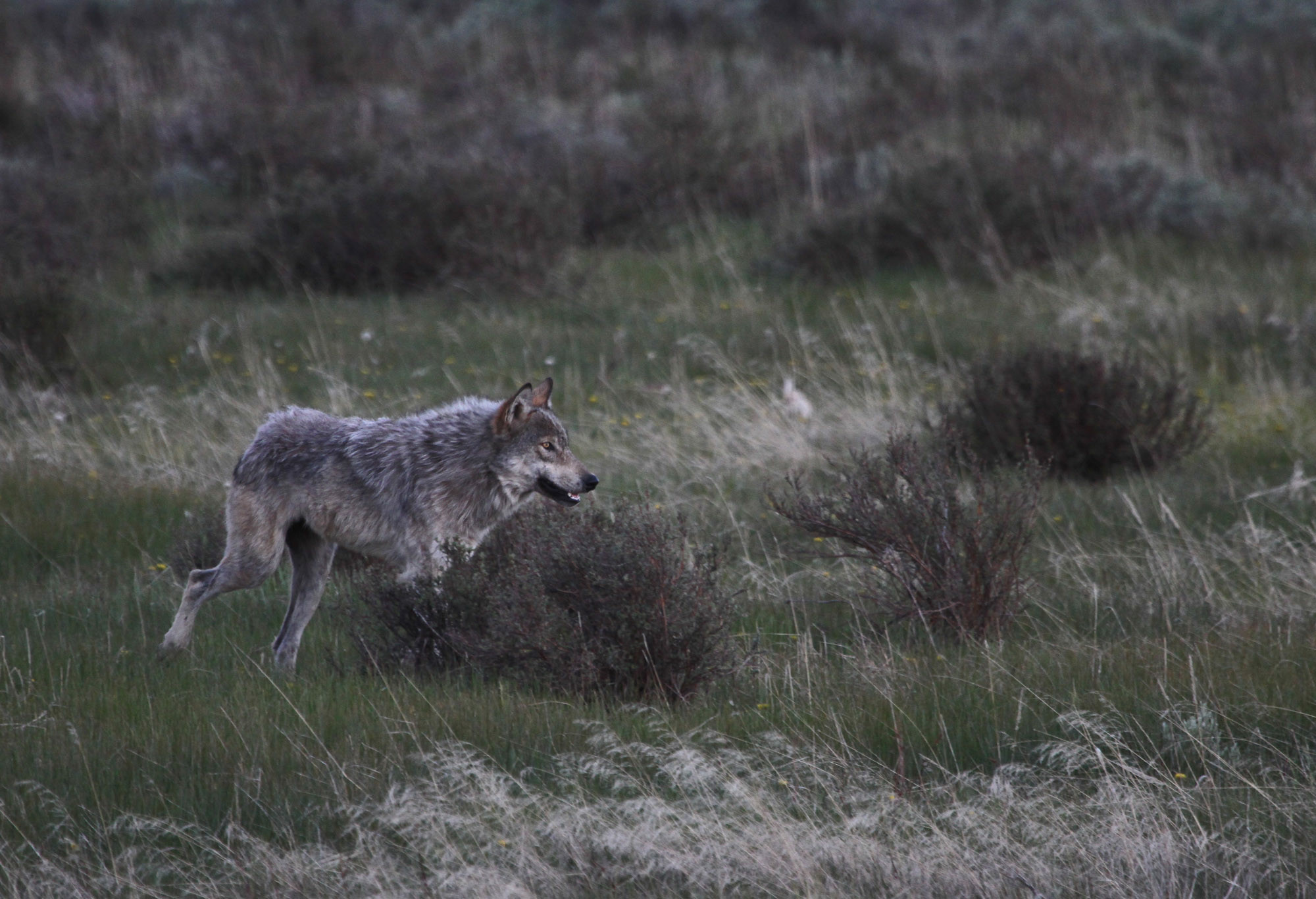 A wyoming wolf in the sage brush.