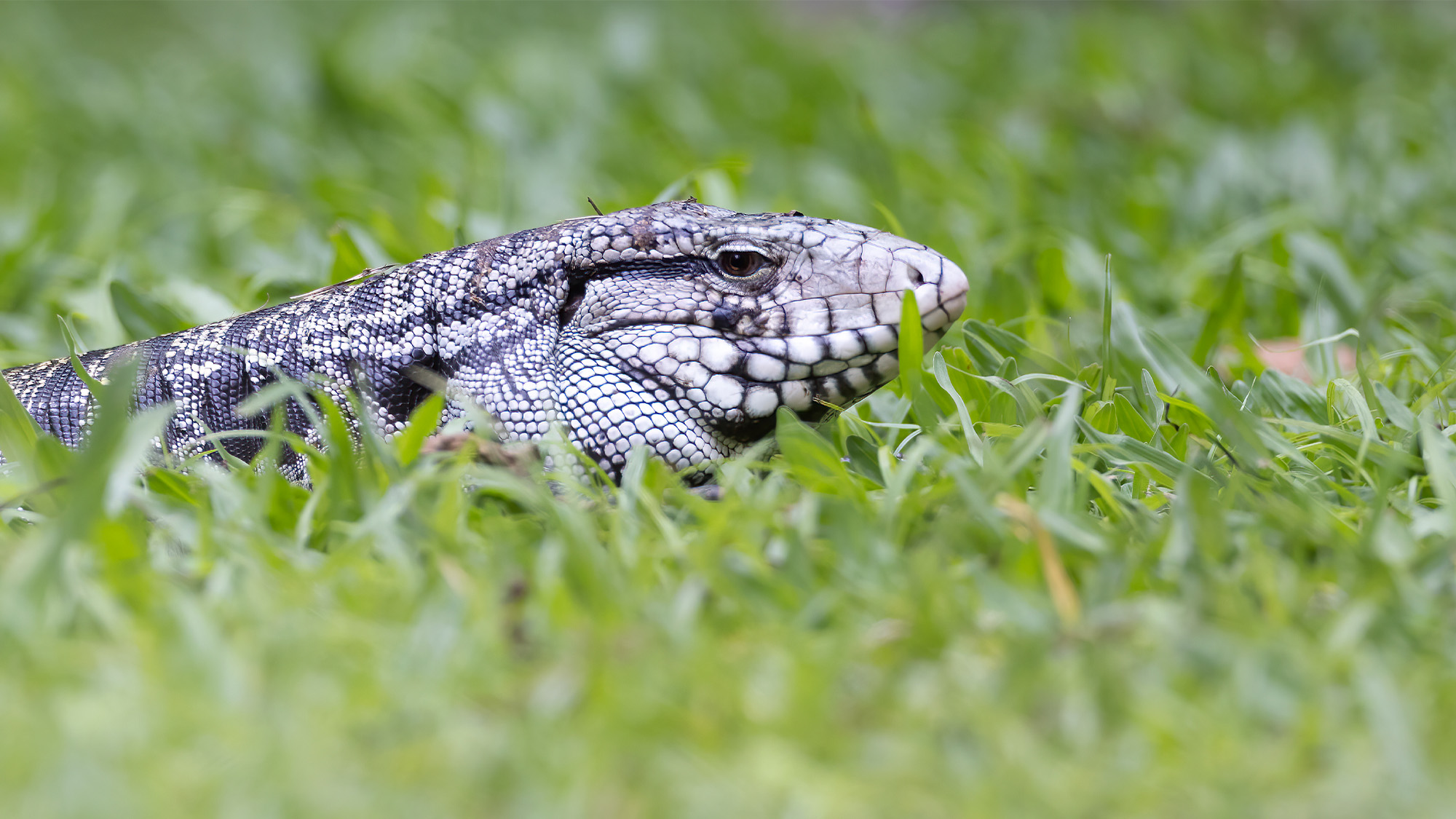 Invasive Lizards the Size of Dogs Are Sp
