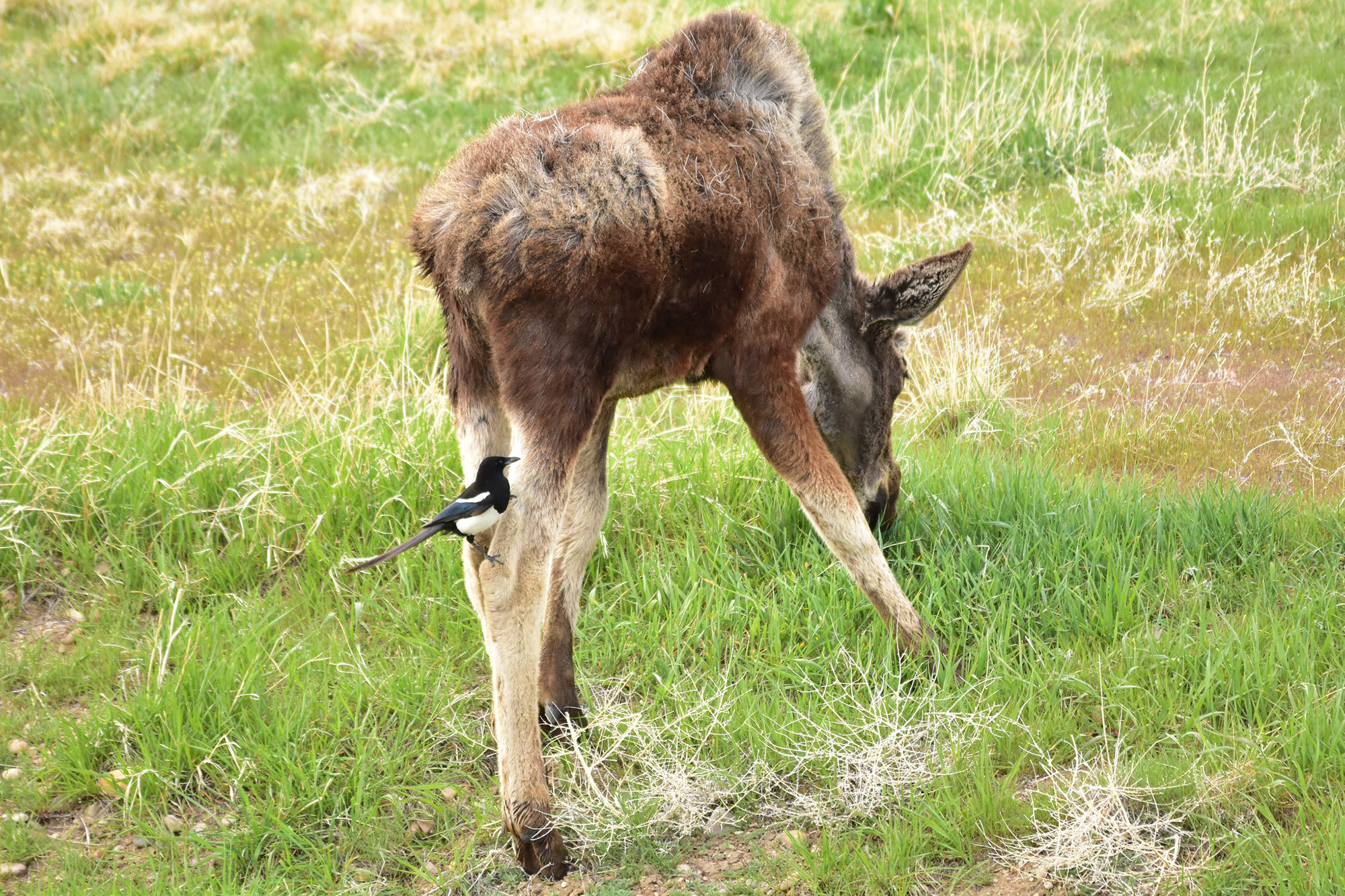 A magpie picks ticks off a moose.