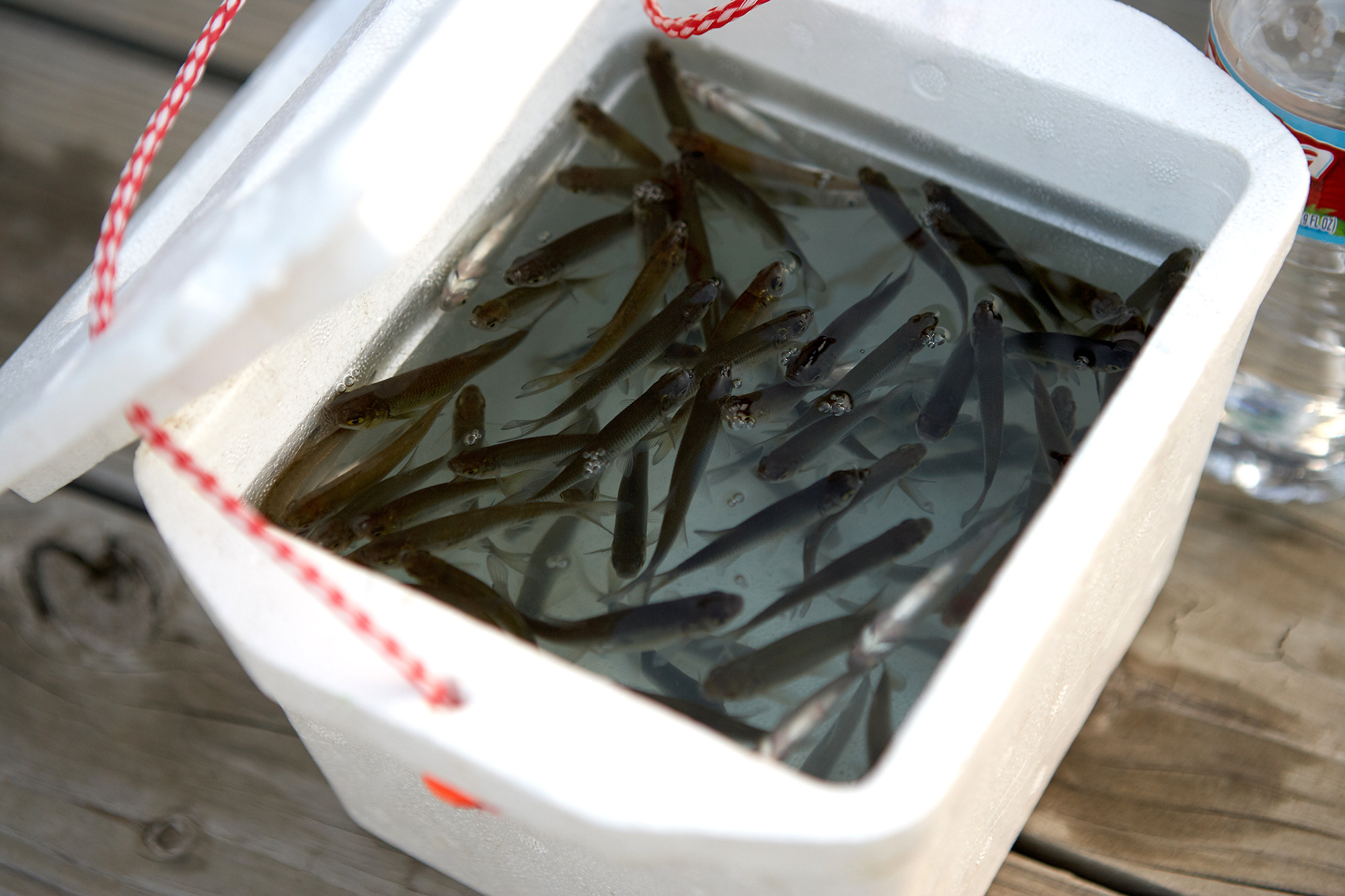 Small minnows swimming in a polystyrene box on wooden planking ready to use as bait for freshwater fishing