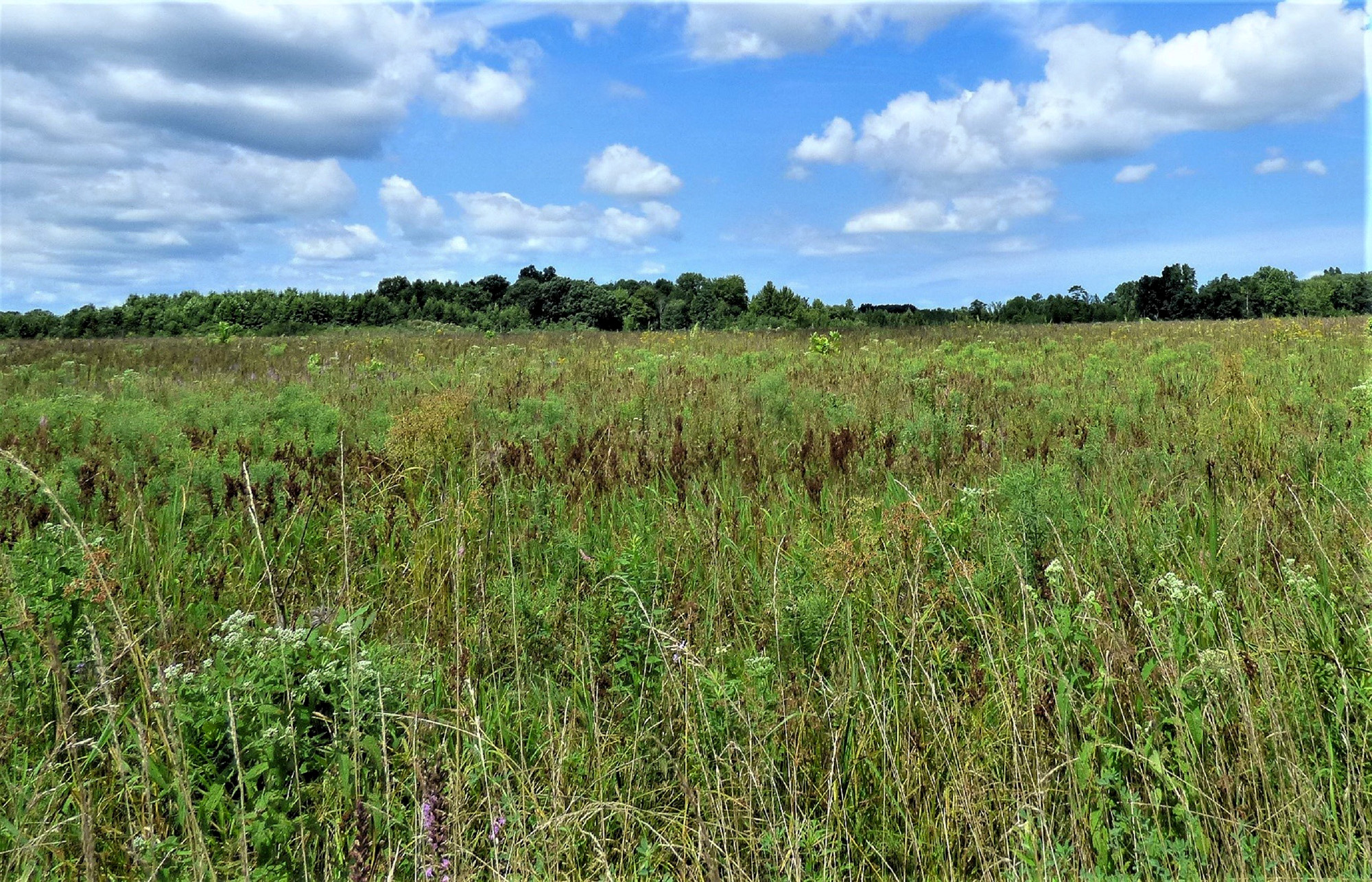 Big oaks NWR grassland summer.