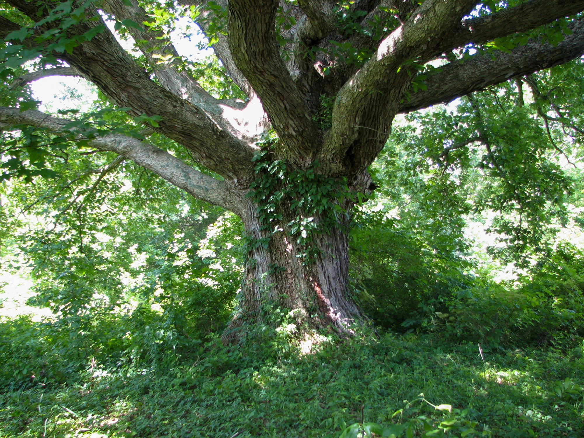 A swamp chestnut at Big Oaks NWR.