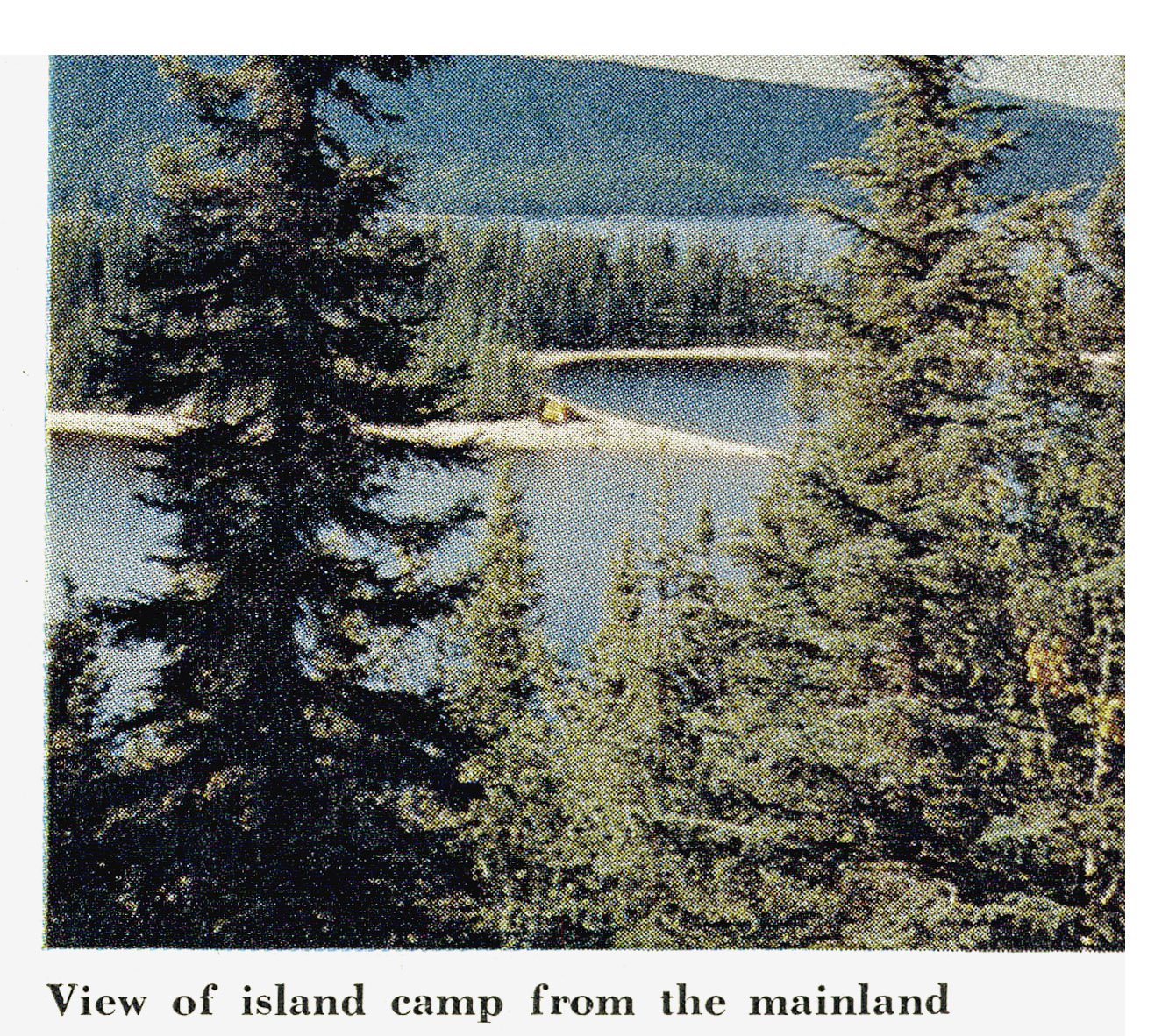 View across the water of the island camp framed by tall spruce trees, seen from the mainland shore.