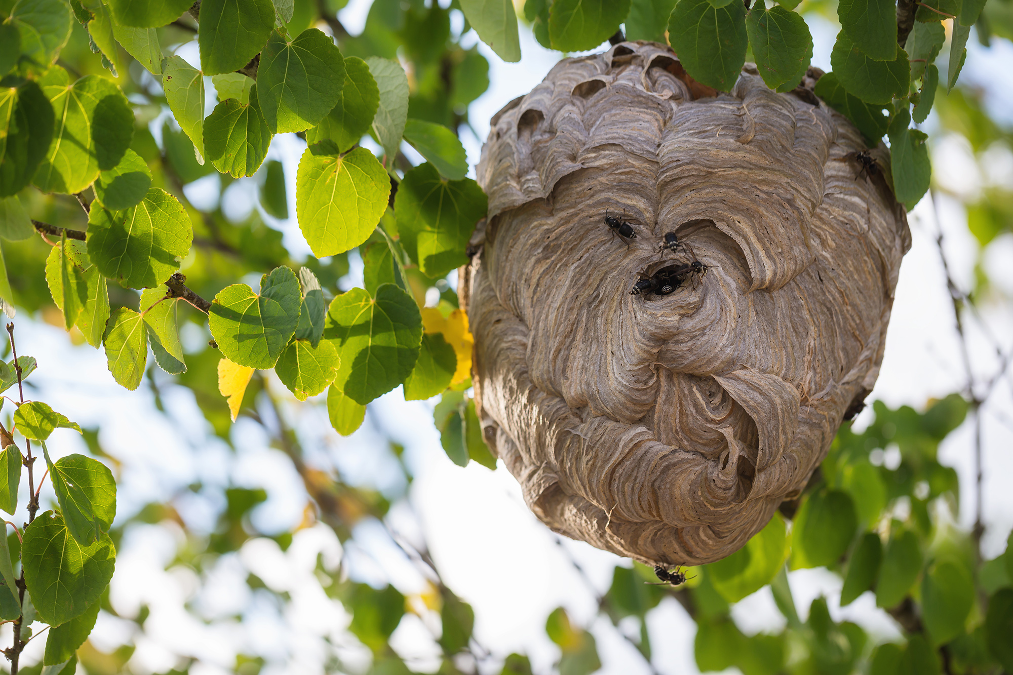 Wasp Nest on top of a tree during a bright sunny summer day. Picture taken in Vancouver, British Columbia, Canada.