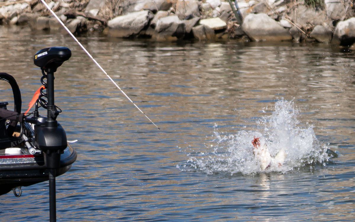 An angler fights a largemouth on an urchin bait