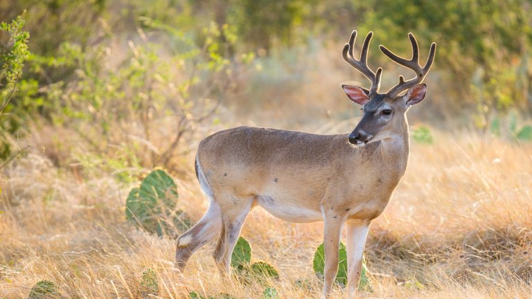 A whitetail buck in South Texas.