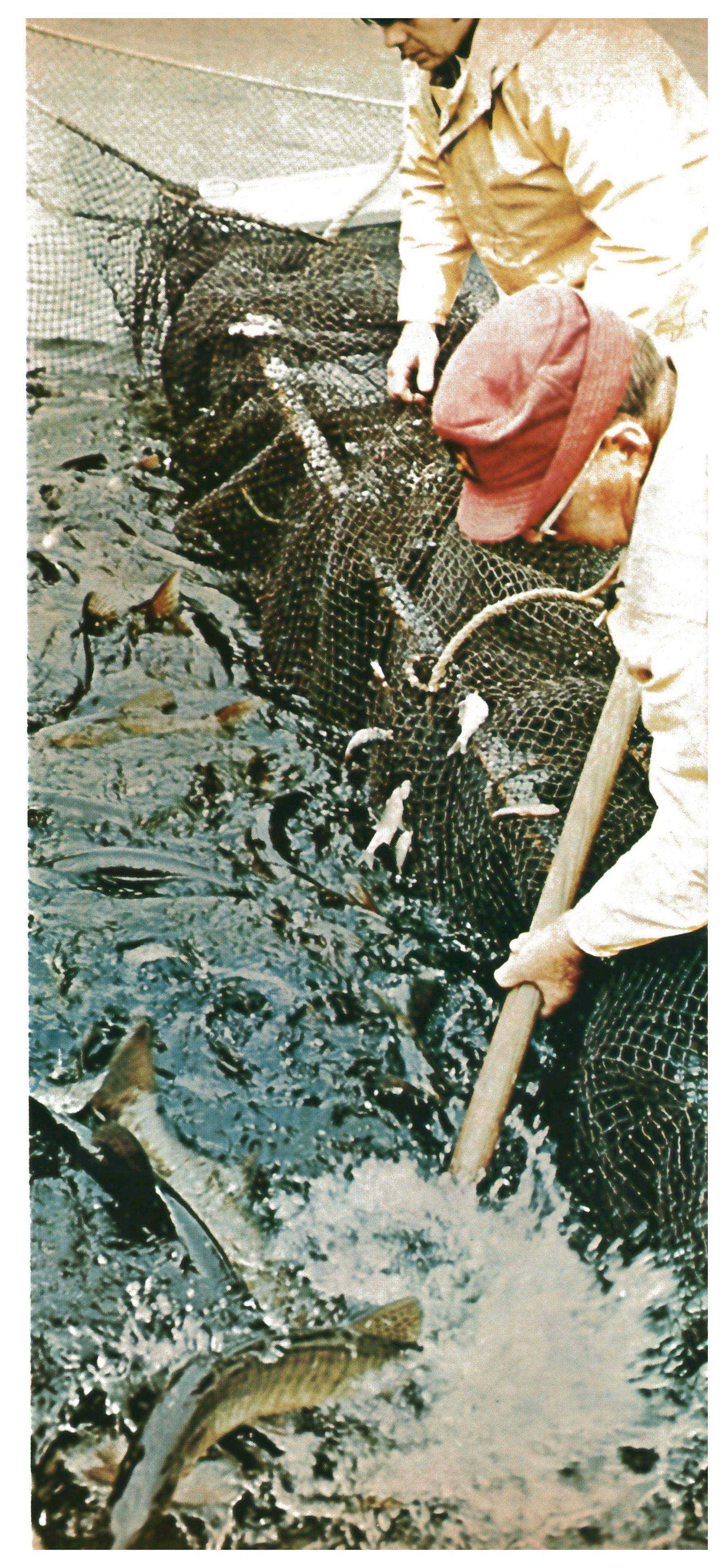 Fisheries workers in rain gear scoop breeder muskies from a pound net into churning water during the spring spawning run on Chautauqua Lake.