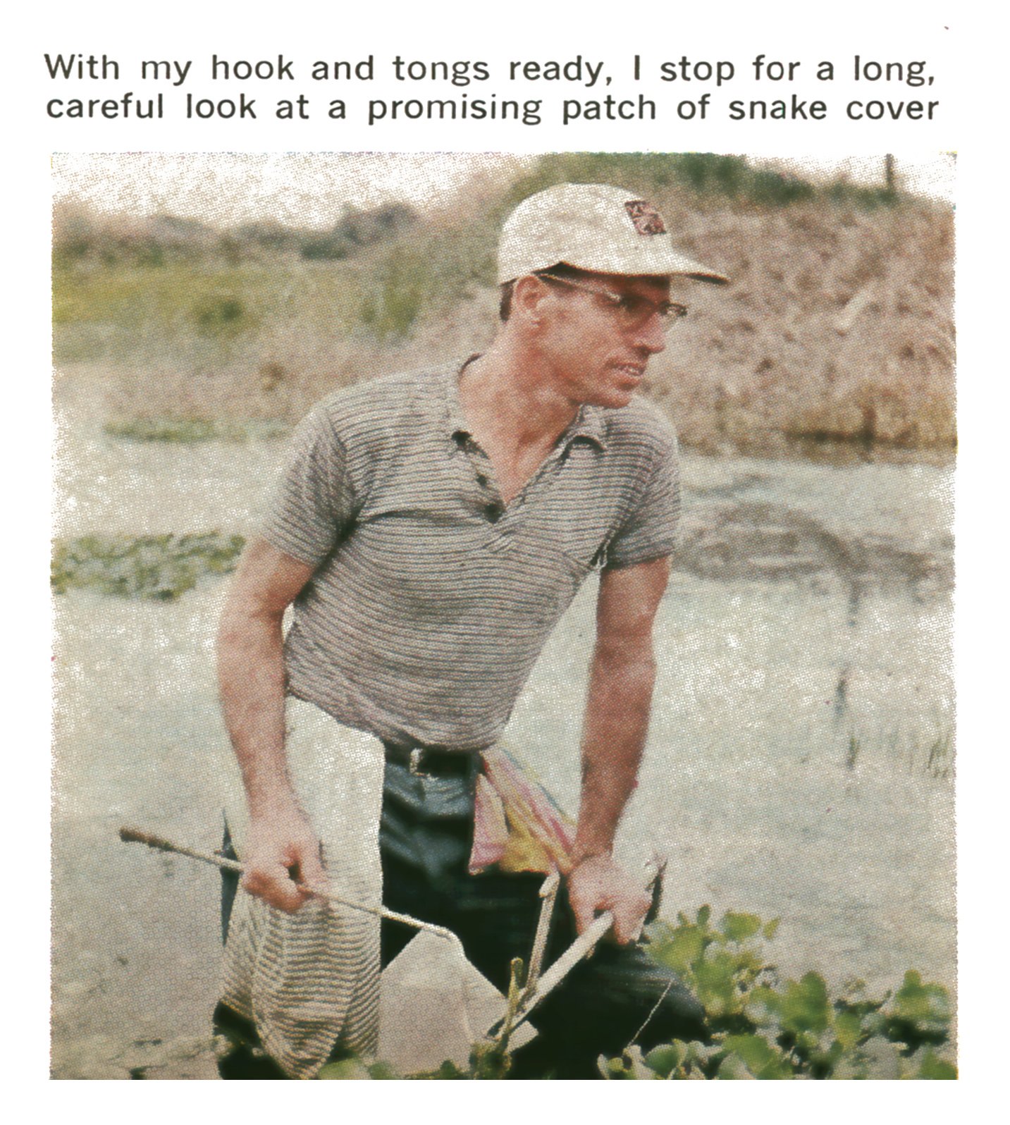 Author Paul E. Allen, in a cap and glasses, wades through a marsh holding a snake hook and a collecting bag as he scans for snakes.