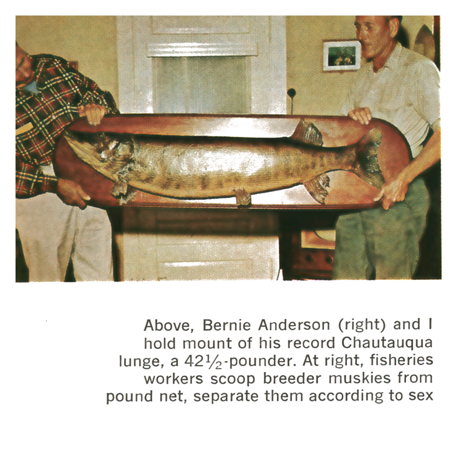 Two men hold a mounted 42-and-a-half-pound record Chautauqua muskellunge on a wooden plaque indoors.