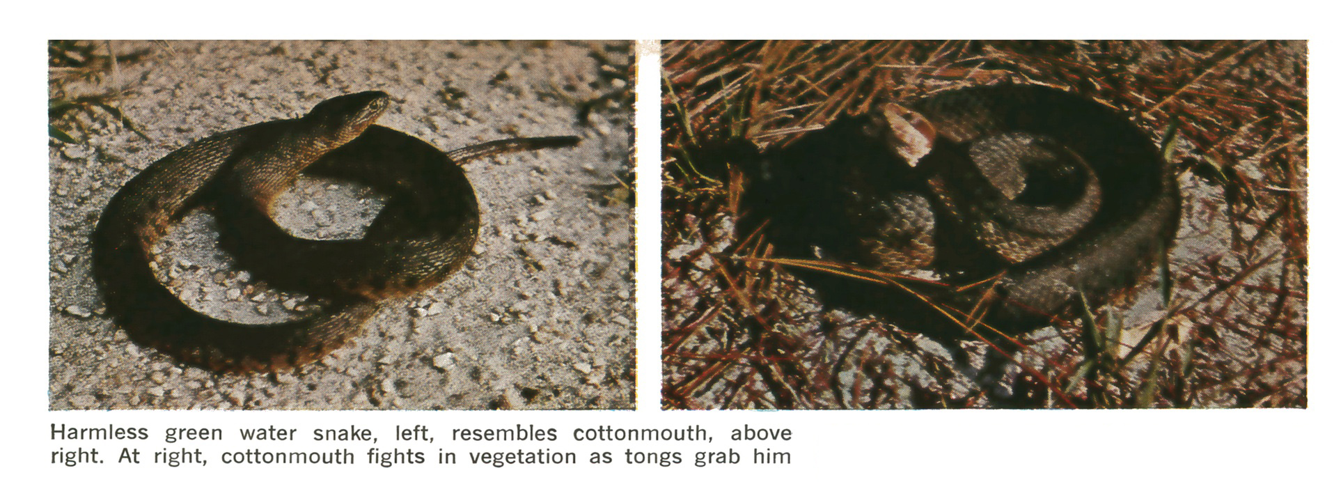 Two side-by-side photos: a coiled harmless green water snake on gravel at left and a similar-looking coiled cottonmouth on pine needles at right.