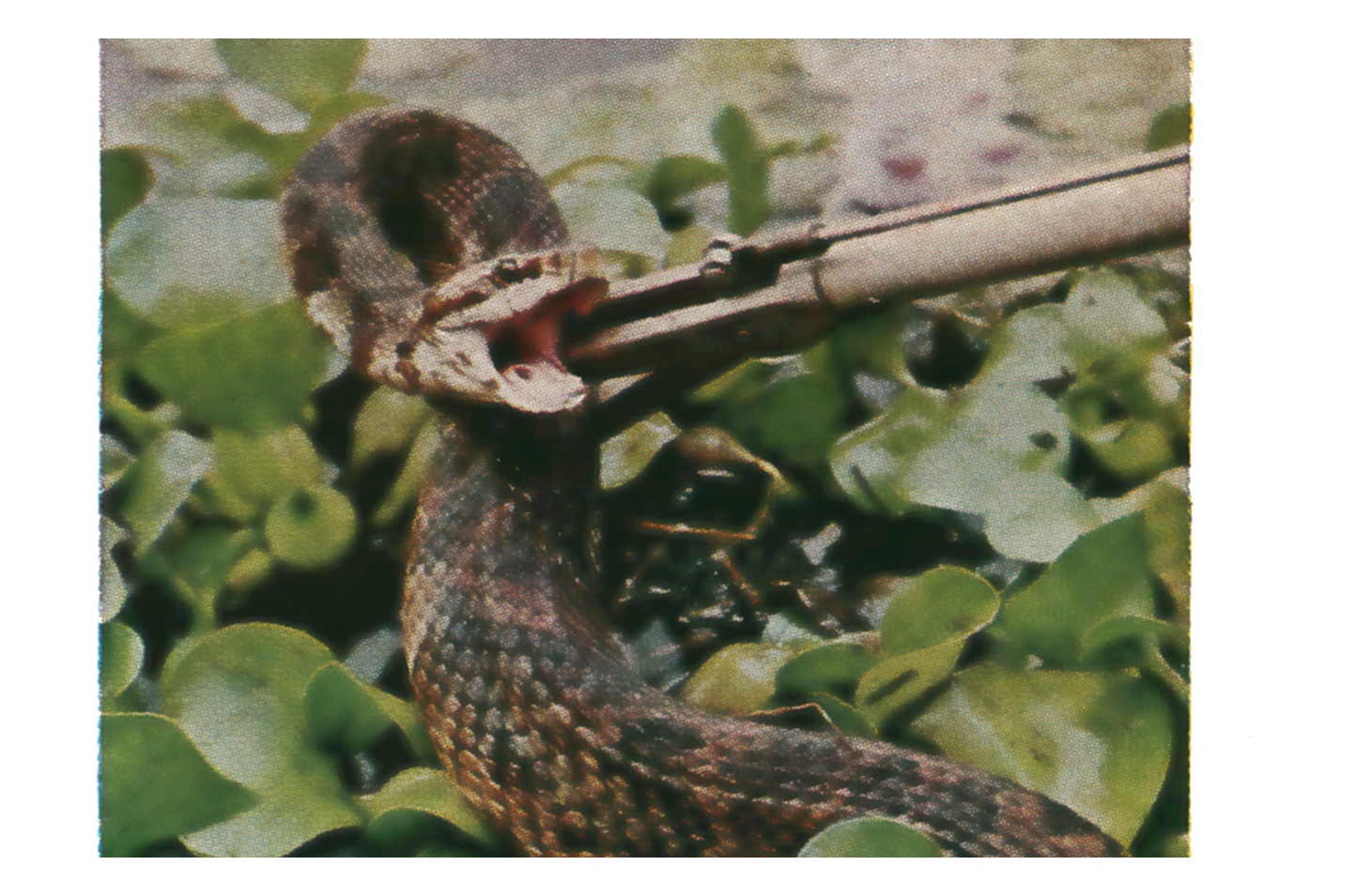 A cottonmouth with its white-lined mouth gaping, gripped mid-body by metal snake tongs among green water hyacinth.