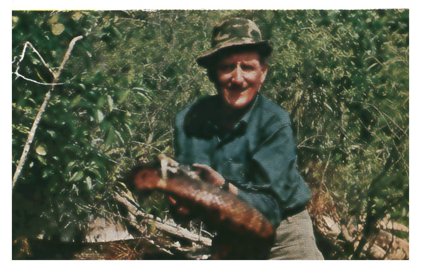 Hank Hall, in a hat and blue shirt, smiles as he holds a thick cottonmouth on tongs in front of dense green brush.